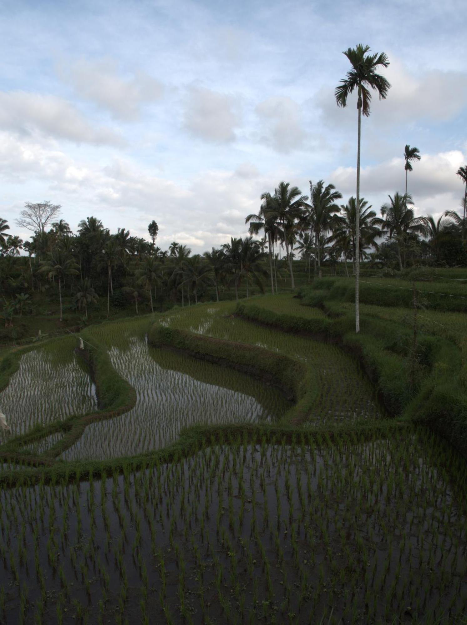 Tereng Wilis Jungle Inn Tetebatu Buitenkant foto