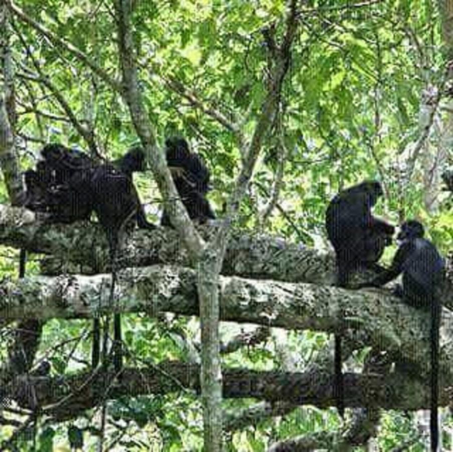 Tereng Wilis Jungle Inn Tetebatu Buitenkant foto