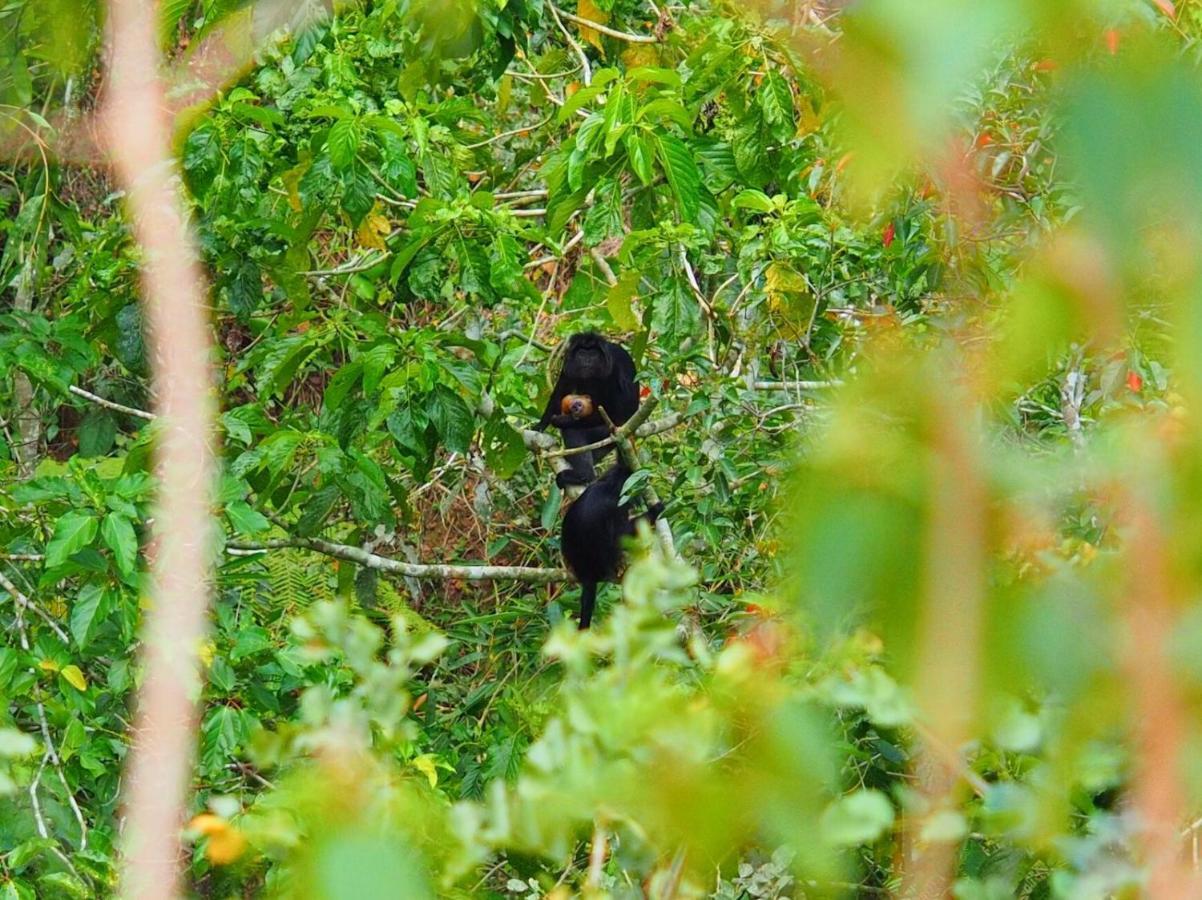 Tereng Wilis Jungle Inn Tetebatu Buitenkant foto
